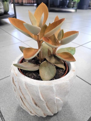 Kalanchoe orygalis, żyworódka, cynamonowy niedźwiedź