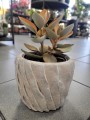 Kalanchoe orygalis