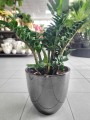 Zamioculcas zamiifolia Zenzi