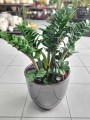 Zamioculcas zamiifolia Zenzi