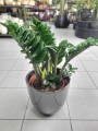 Zamioculcas zamiifolia Zenzi