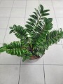 Zamioculcas zamiifolia Zenzi