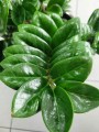 Zamioculcas zamiifolia Zenzi