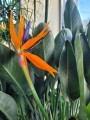 Strelitzia Reginae