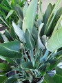 Strelitzia Reginae