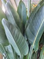 Strelitzia Reginae
