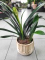 Clivia miniata