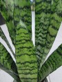 Sansevieria Zeylanica