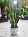 Sansevieria Zeylanica