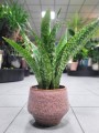 Sansevieria aubrytniana Dragon
