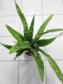 Sansevieria aubrytniana Dragon