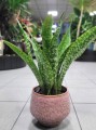 Sansevieria aubrytniana Dragon