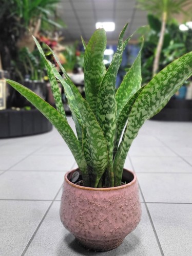 Sansevieria aubrytniana Dragon