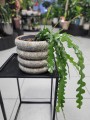Epiphyllum anguliger