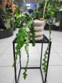 Epiphyllum anguliger