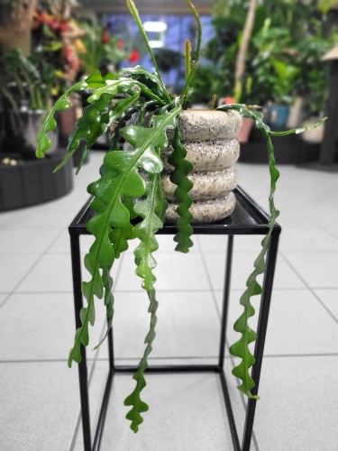Epiphyllum anguliger