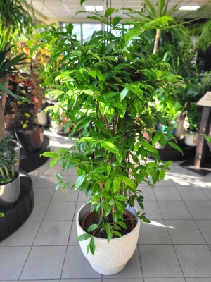 Dracaena surculosa Aurea, dracena