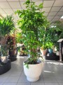 Dracena surculosa