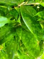 Dracena surculosa