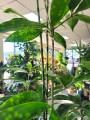 Dracena surculosa