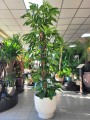 Philodendron Dragon Tail