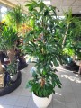 Philodendron Dragon Tail
