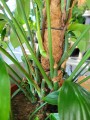 Philodendron Dragon Tail