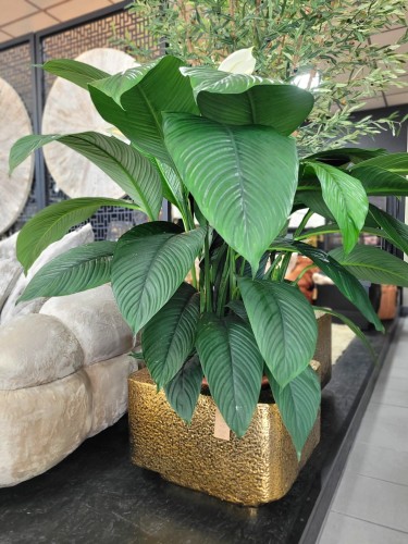 Spathiphyllum Sensation