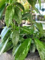 Hoya Carnosa Silver Spot