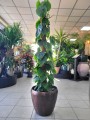 Philodendron Scandens