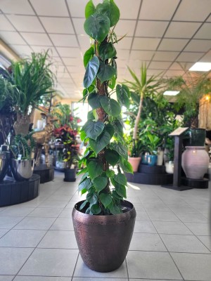 Philodendron scandens na paliku, filodendron