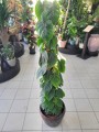 Philodendron Scandens