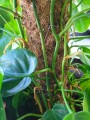 Philodendron Scandens