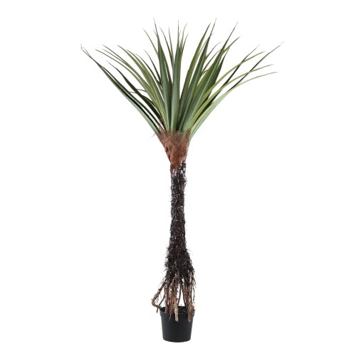 Pandanus