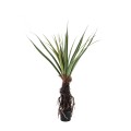 Pandanus
