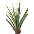 Pandanus