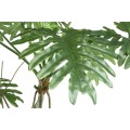 Filodendron