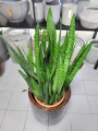 Sansevieria