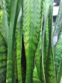 Sansevieria