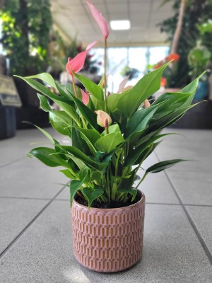 Anthurium Lilli S, anturium