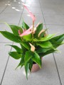 Anthurium Lilli