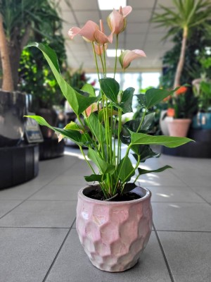 Anthurium Dakota, anturium