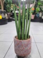 Sansevieria Cylindrica