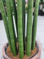 Sansevieria Cylindrica