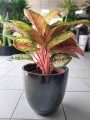 Aglaonema Painted Celebration