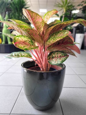 Aglaonema Painted Celebration