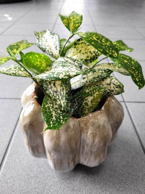 Dracaena surculosa Florida Beauty, dracena