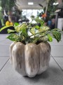 Dracena surculosa