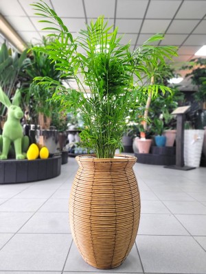 Chamaedorea elegans, chamedora
