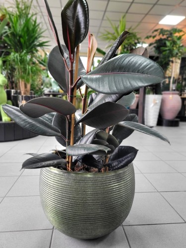Ficus elastica Abidjan